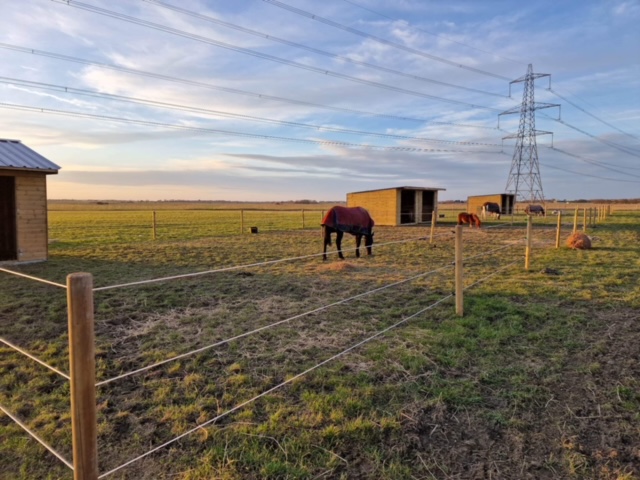 Horses grazing in field at sunset at Old tiger stables