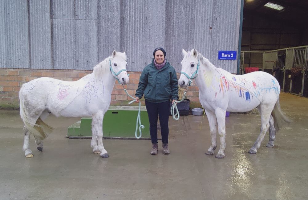 Two horses with drawing on at little gemes wellbeing centre